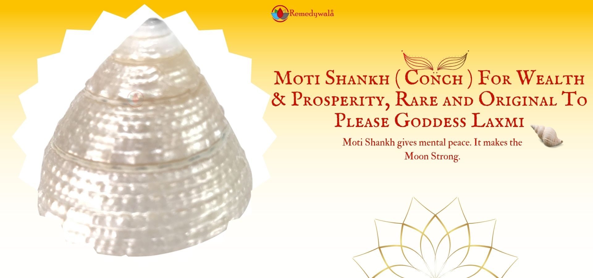 Moti Shankh ( Conch ) For Wealth & Prosperity, Rare and Original To Please Goddess Laxmi (1) Moti Shankh ( Conch ) For Wealth & Prosperity, Rare and Original To Please Goddess Laxmi (1)