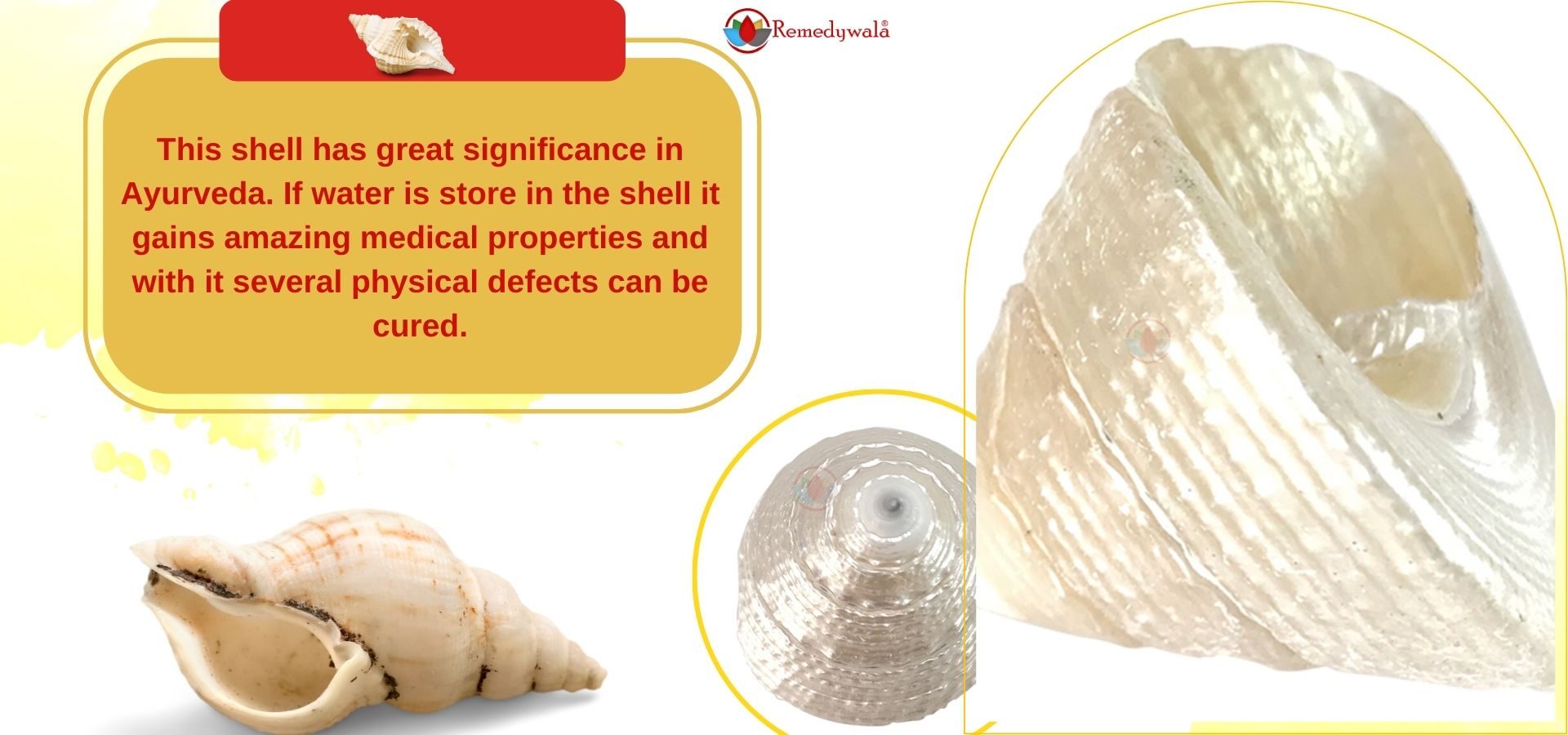 Moti Shankh ( Conch ) For Wealth & Prosperity, Rare and Original To Please Goddess Laxmi (2) Moti Shankh ( Conch ) For Wealth & Prosperity, Rare and Original To Please Goddess Laxmi (2)