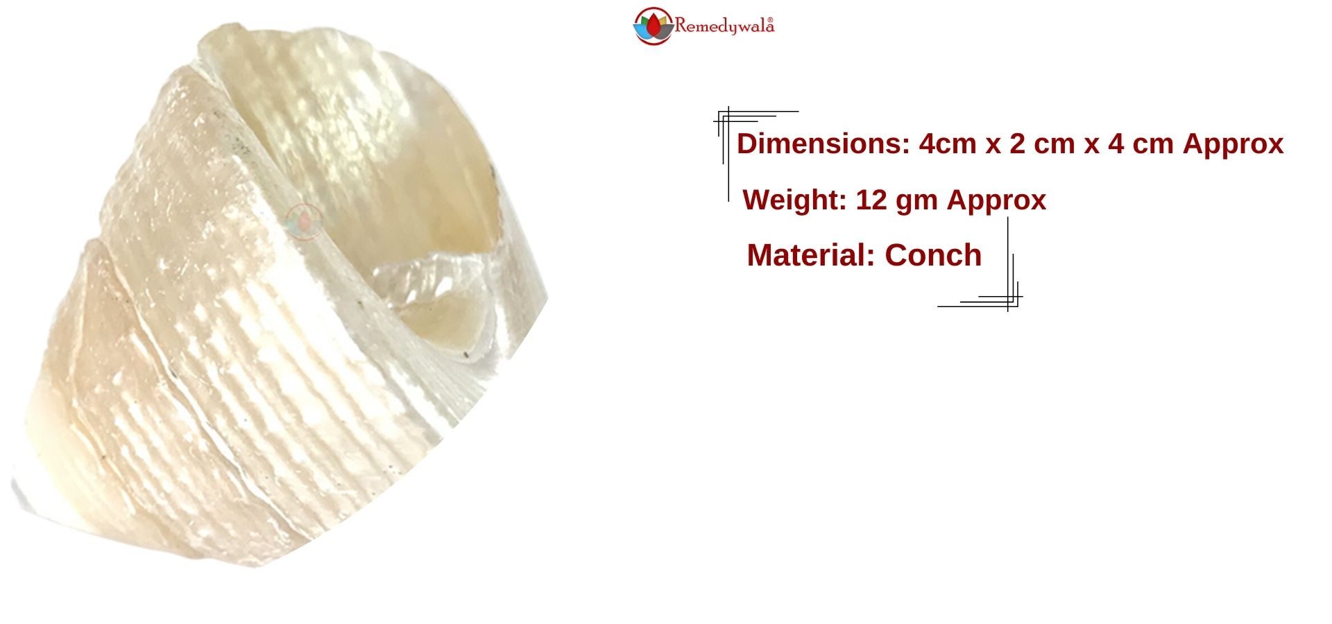 Moti Shankh ( Conch ) For Wealth & Prosperity, Rare and Original To Please Goddess Laxmi (3) Moti Shankh ( Conch ) For Wealth & Prosperity, Rare and Original To Please Goddess Laxmi (3)