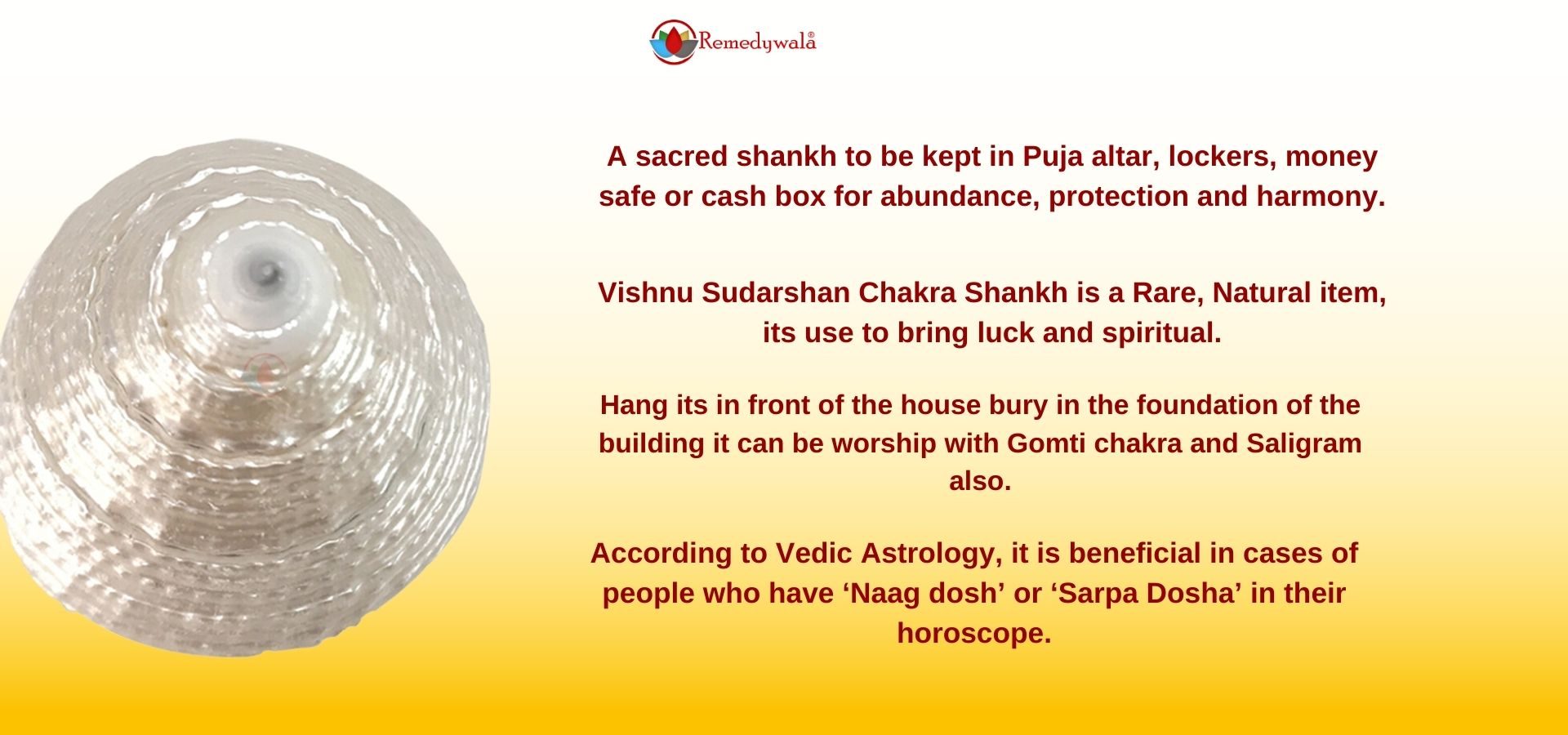 Moti Shankh ( Conch ) For Wealth & Prosperity, Rare and Original To Please Goddess Laxmi (4) Moti Shankh ( Conch ) For Wealth & Prosperity, Rare and Original To Please Goddess Laxmi (4)