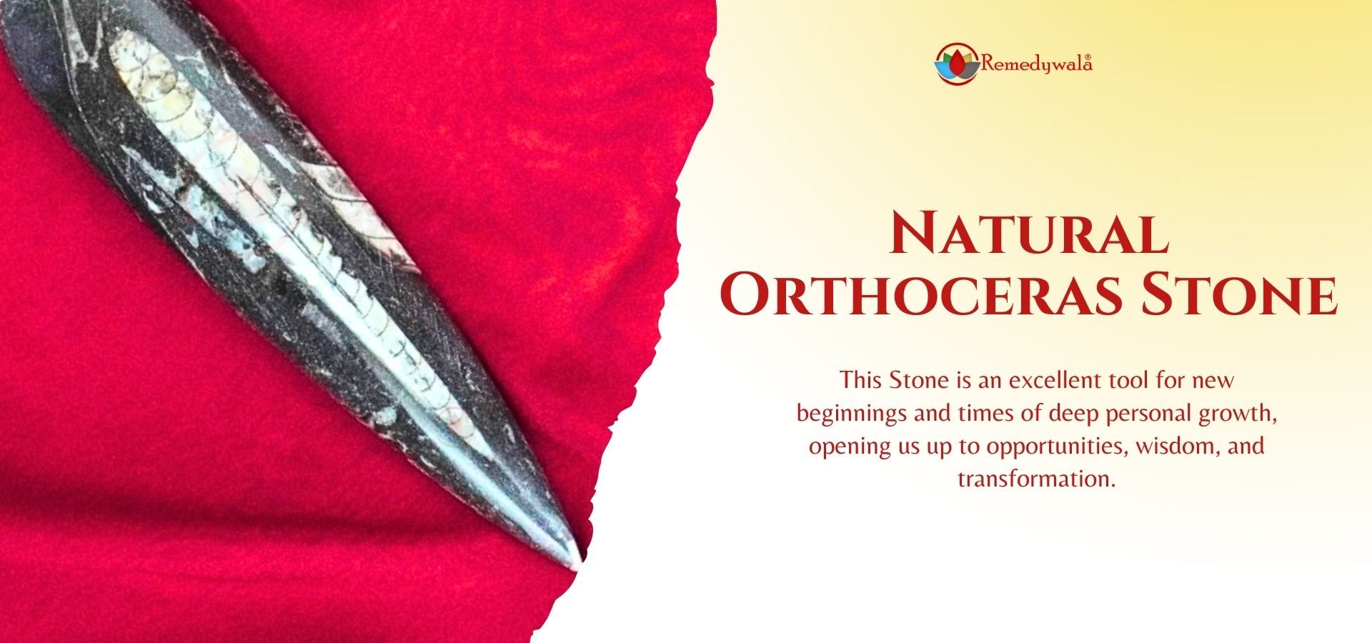 Natural Orthoceras (1)