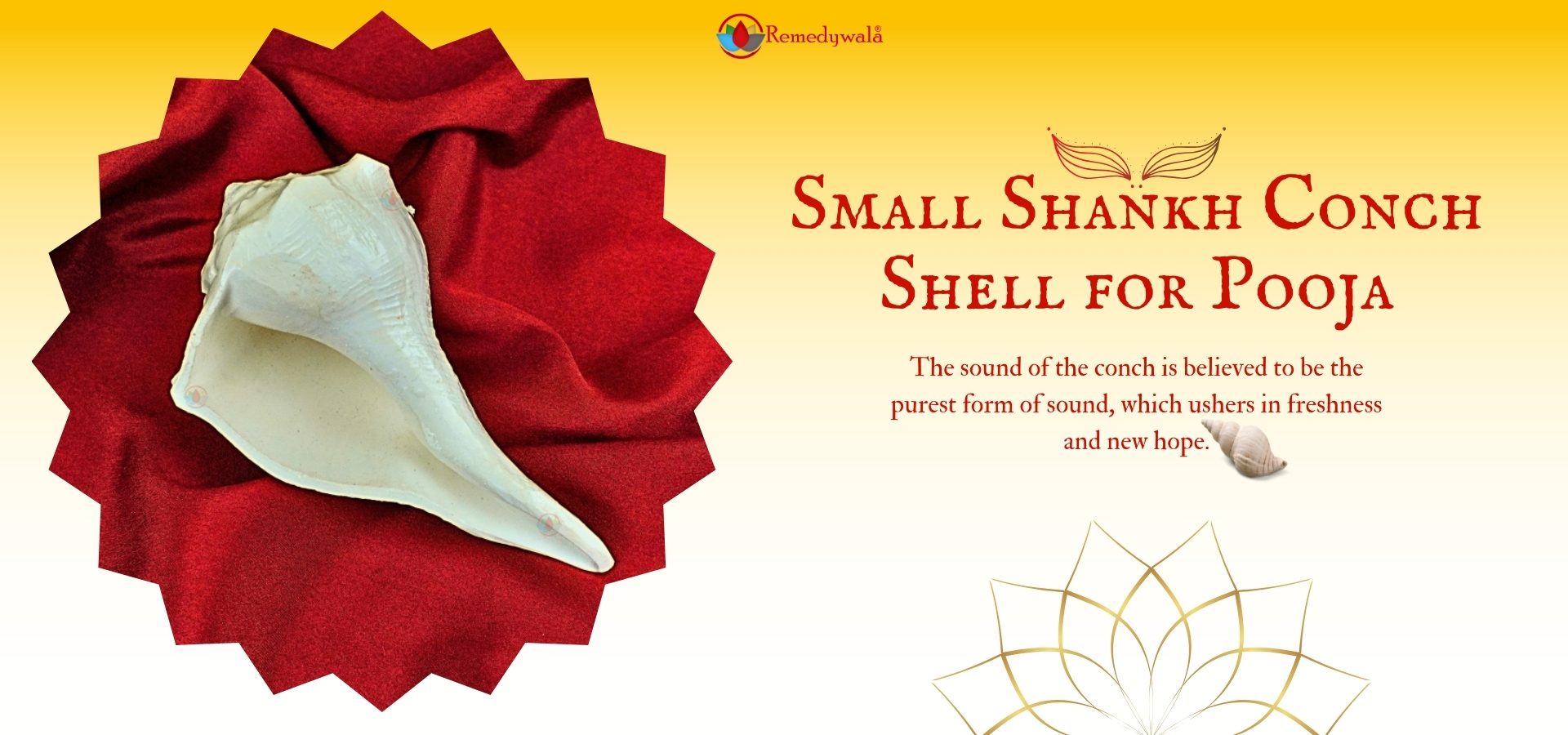 Small Shankh Conch Shell for Pooja (1)