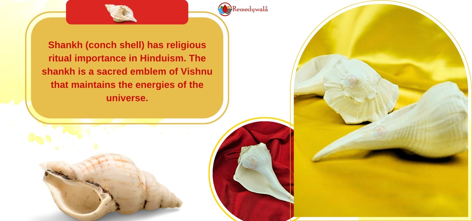 Small Shankh Conch Shell for Pooja (2)