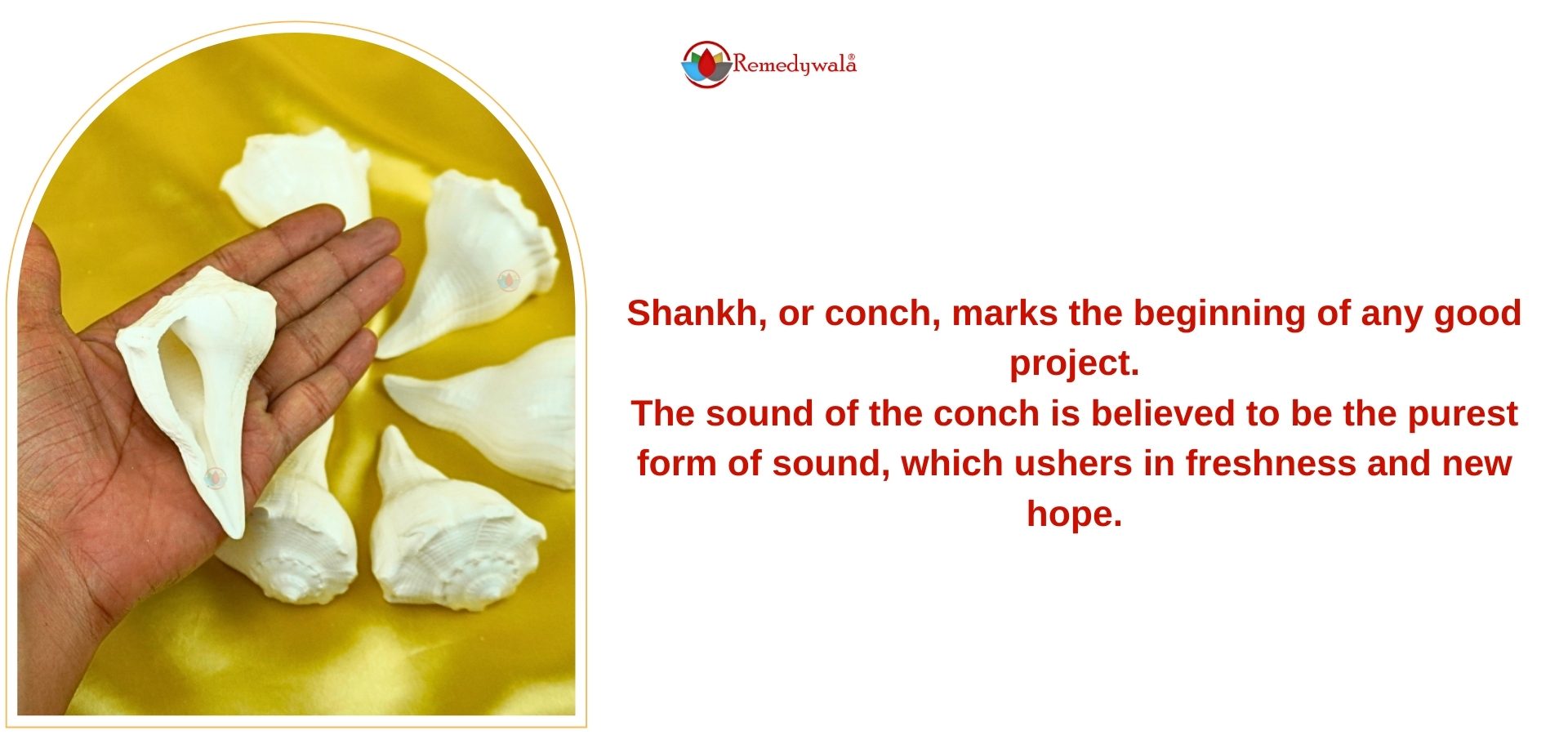 Small Shankh Conch Shell for Pooja (3)